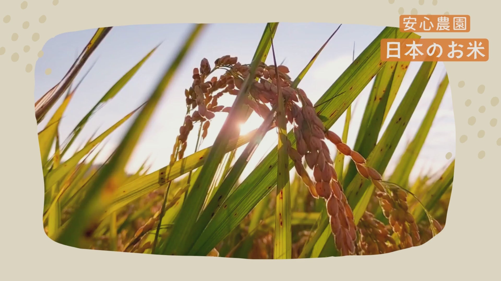 動画を読み込む: 